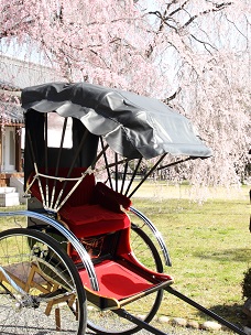 二条城の桜