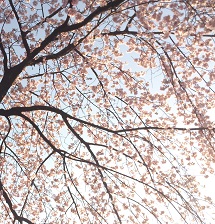 祇園　白川の桜