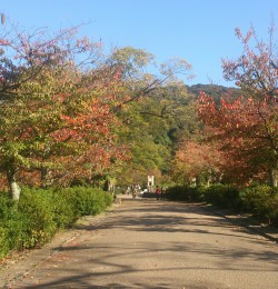 京都 秋