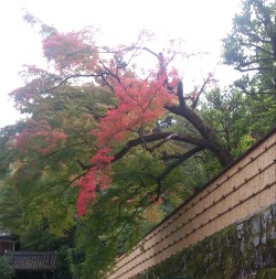 京都 ご結婚式