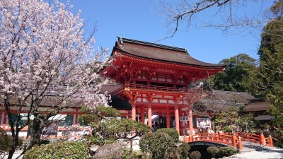 京都 上賀茂神社 桜 京都に住まう和婚プランナーブログ Lst Wedding