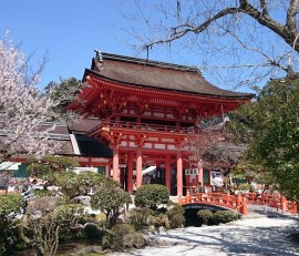 京都　上賀茂神社　桜