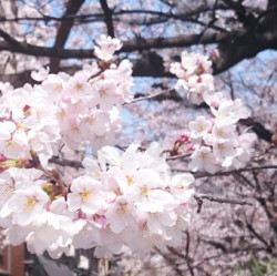 京都　木屋町　桜