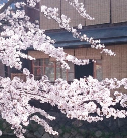 京都　祇園白川の桜