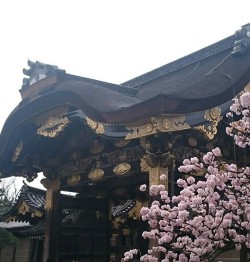 京都　二条城の桜