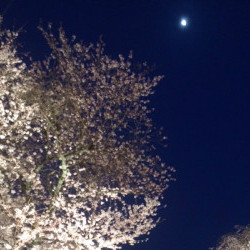 京都　醍醐寺　夜桜