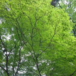 新緑の上賀茂神社