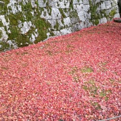 秋 美しい京都