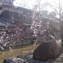 京都の桜　祇園 白川