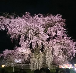 京都 夜桜