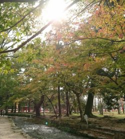 京都 紅葉