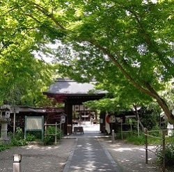 美しい新緑　梨木神社さん