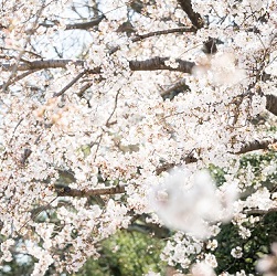 桜のシーズン　京都前撮り