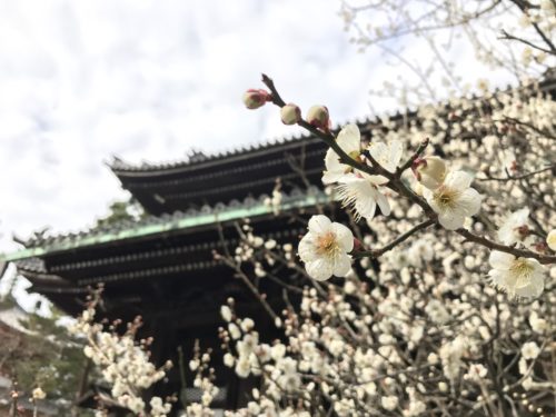 春を感じる　京都結婚式